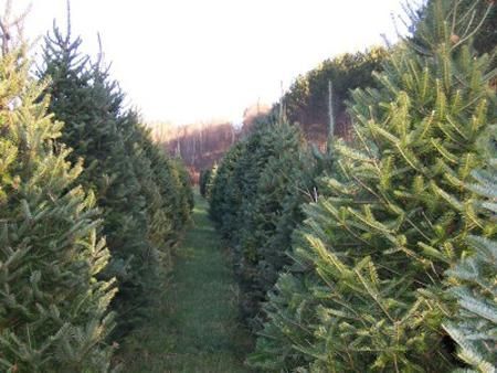 Bakersfield Christmas Tree Farm