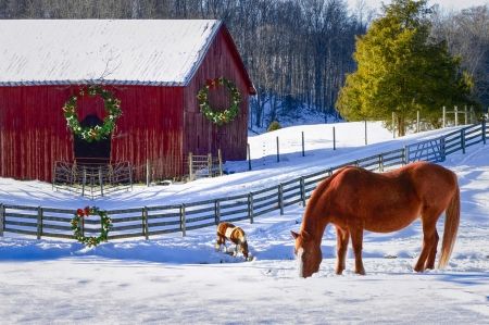 Big Horse Farms Christmas Tree