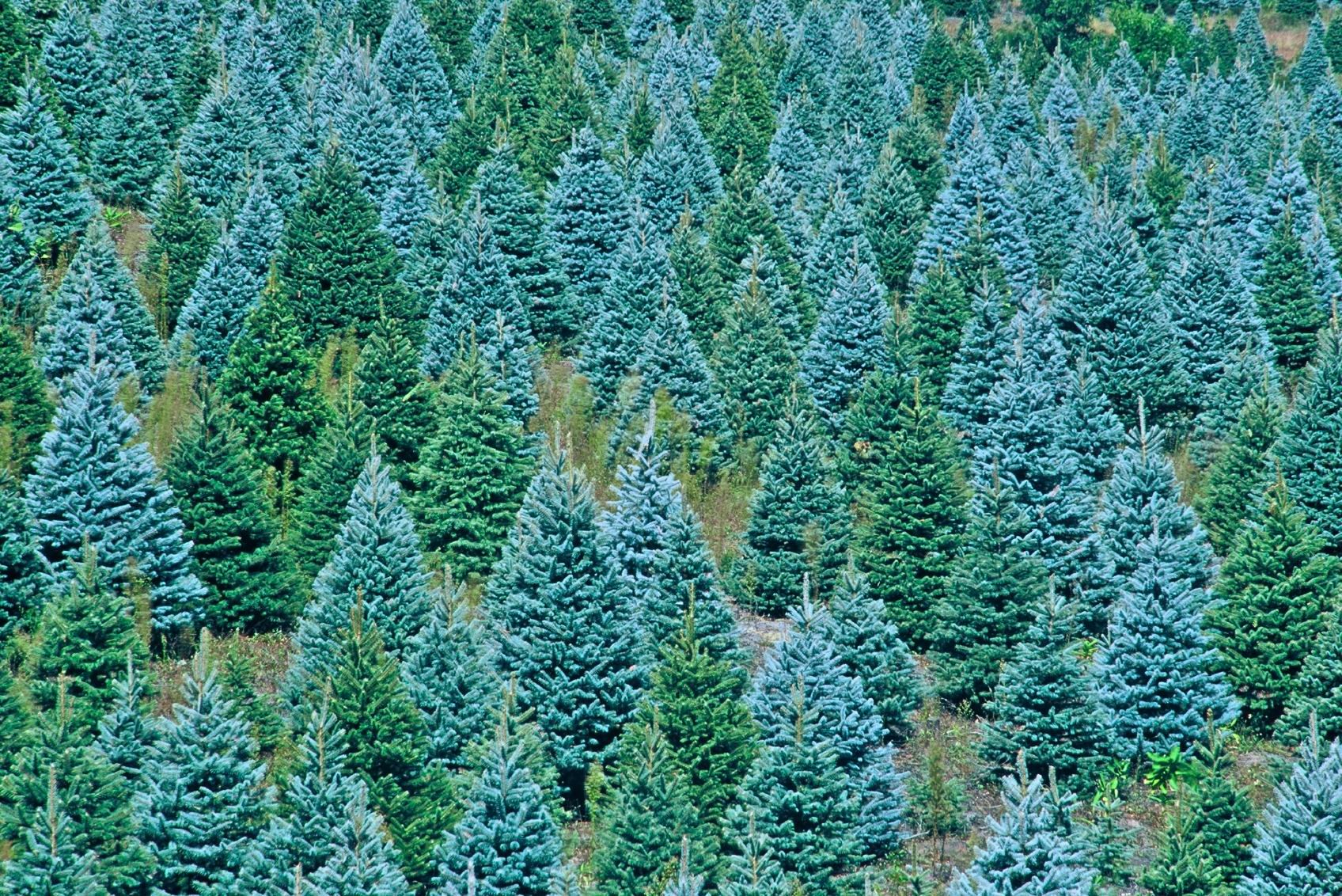 Blue Christmas Tree Farm