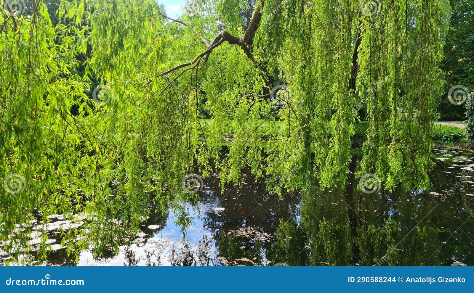 Bowed Branches