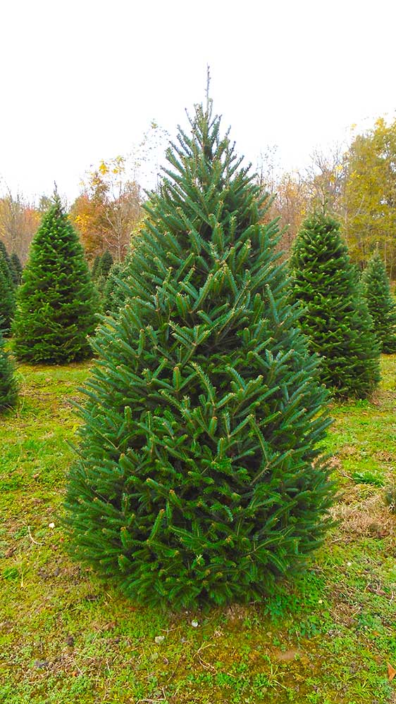 Canaan Fir Christmas Tree: A Fresh Cut Favorite