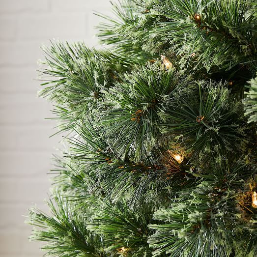 Cashmere Pine Christmas Tree Care