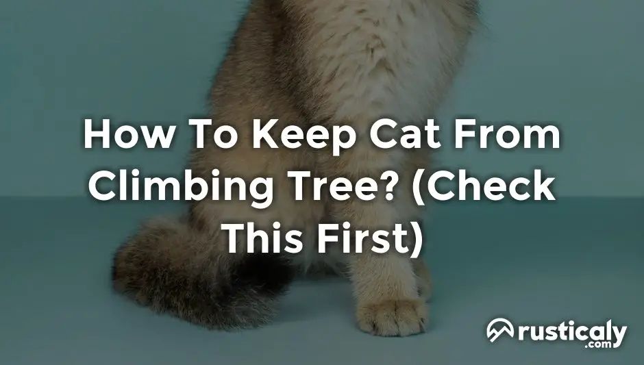 cat tree climbing prevention tips