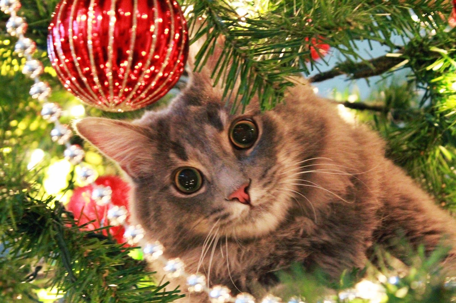 Cats and Christmas Trees