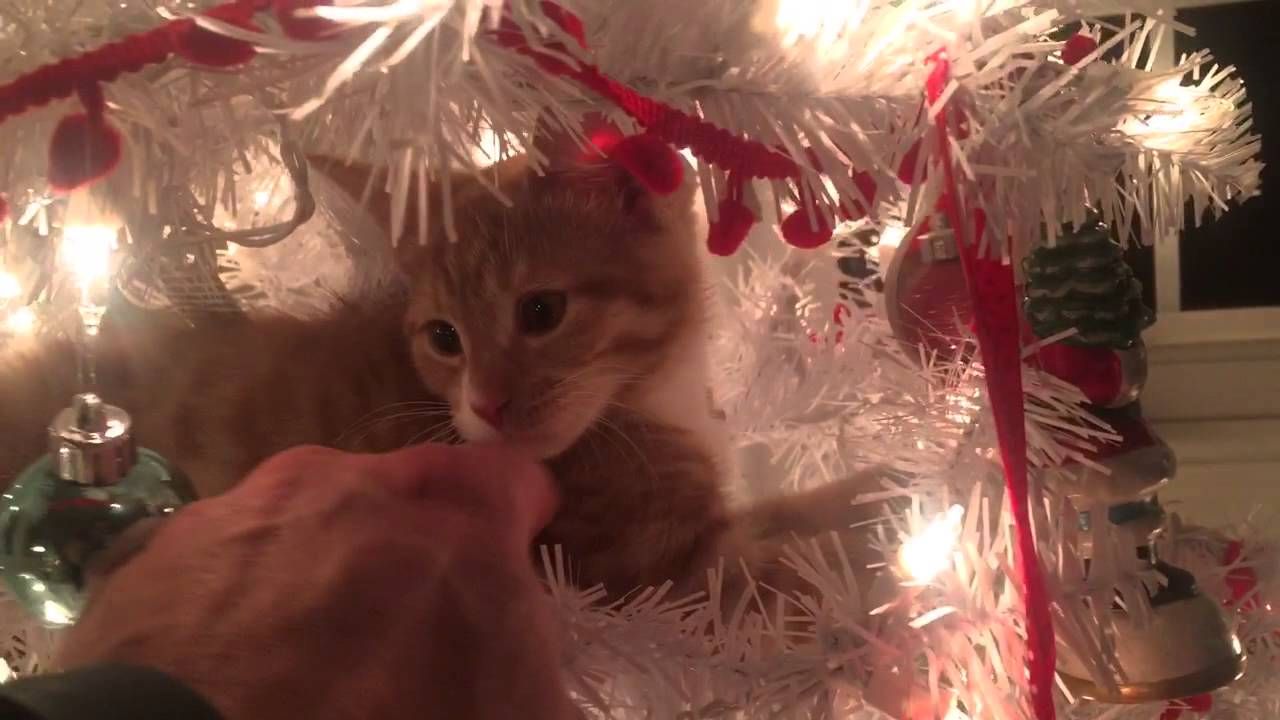 cats get stuck in christmas trees