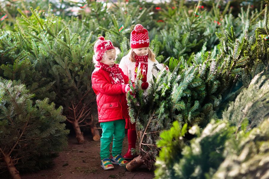 Checking Christmas tree freshness