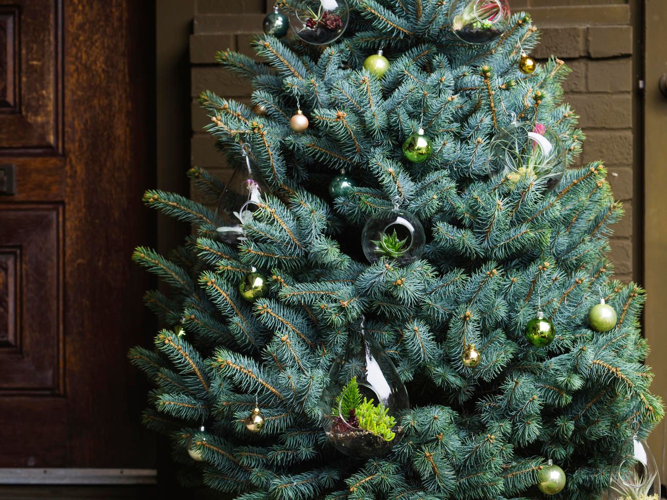 Choosing The Perfect Indoor Live Christmas Tree