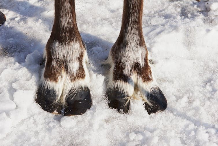 Christmas deer legs and hooves