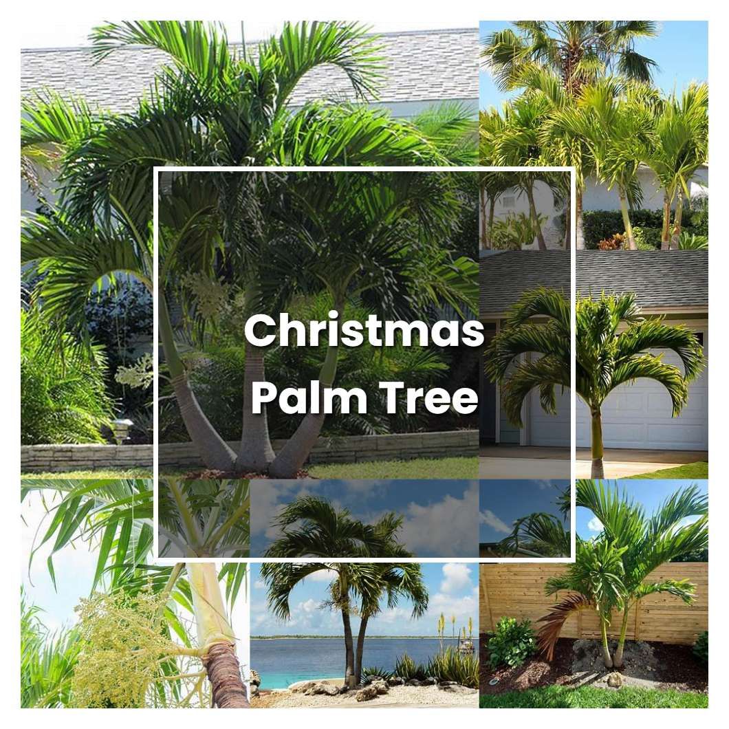 Christmas Palm Tree Care Tips