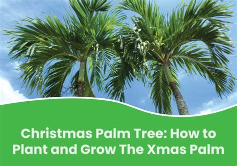 Christmas Palm Tree Fertilization