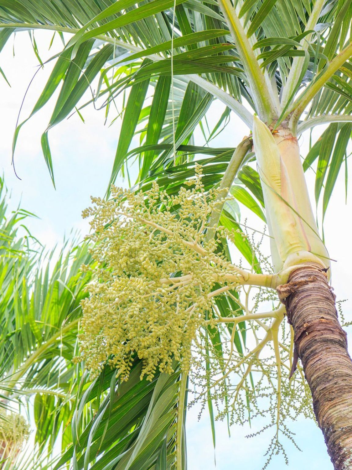 Christmas Palm Tree Growth