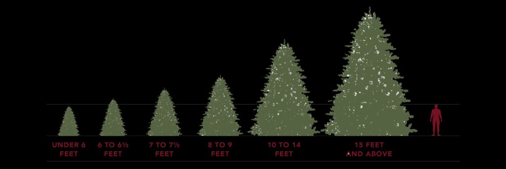 Christmas Palm Tree Height Comparison