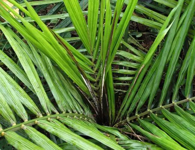 Christmas Palm Tree Pests and Diseases