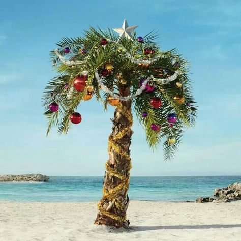 Christmas Palm Tree Photos