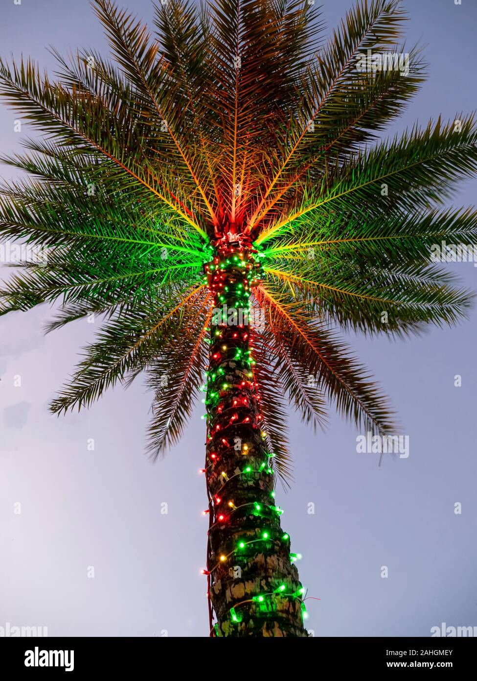 Christmas Palm Tree Sunlight