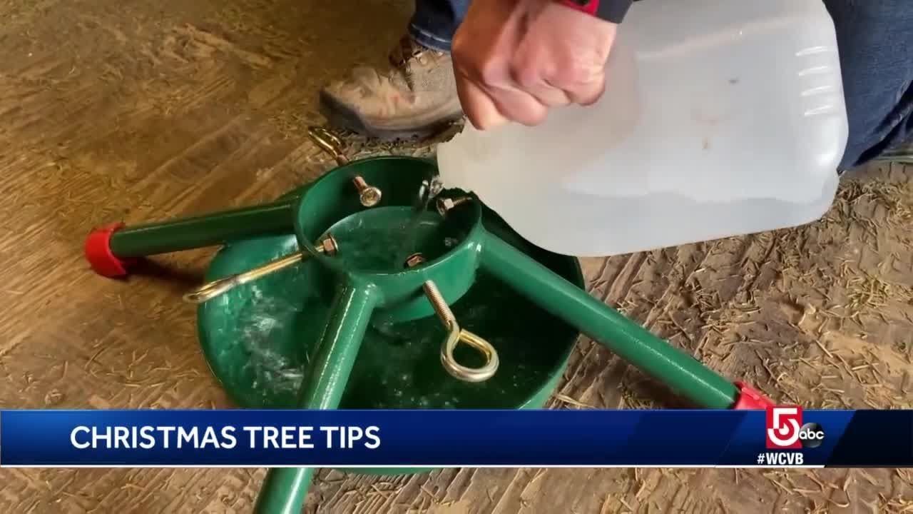 Christmas Palm Tree Watering