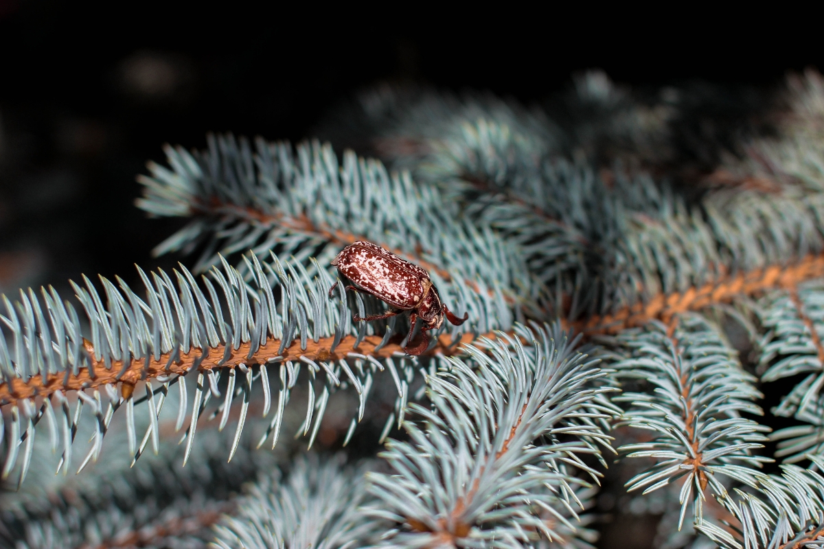 Christmas Tree Bugs