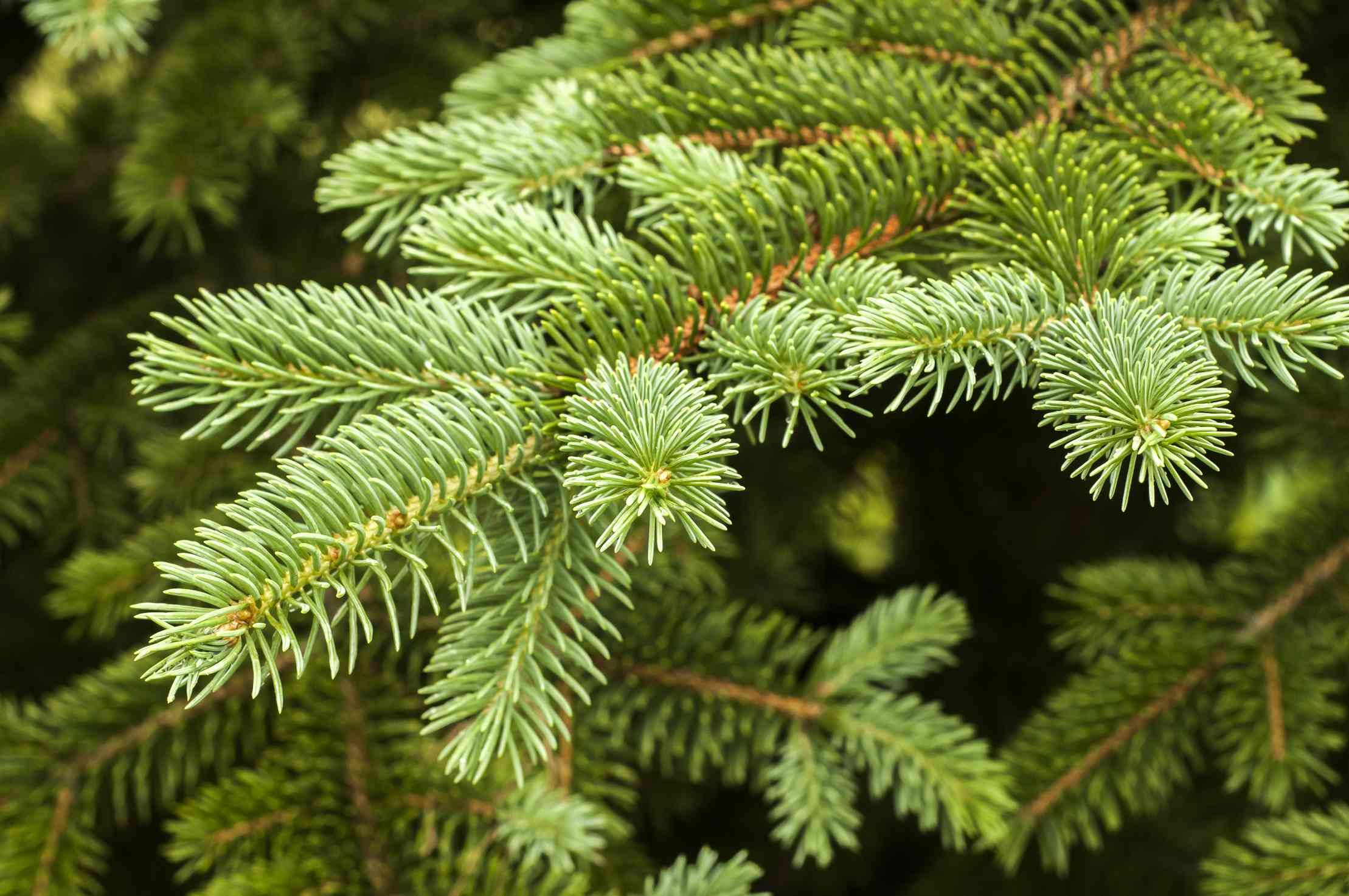 Christmas Tree Evergreen