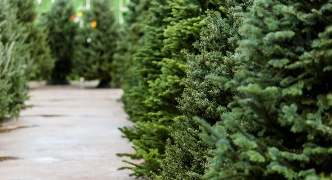 Christmas tree farm in Knoxville