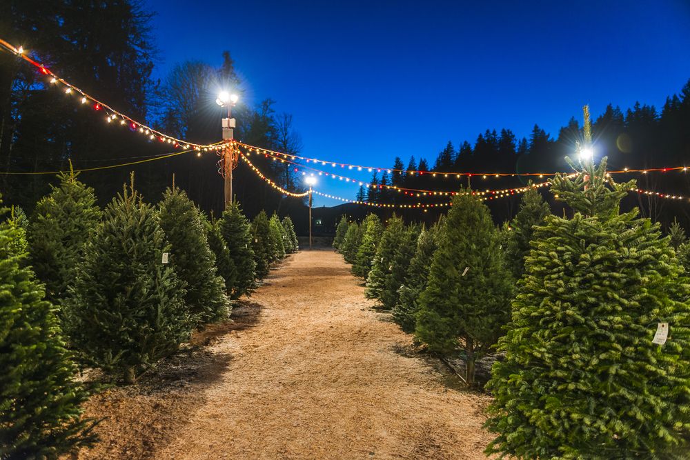 Christmas Tree Farm at the Flower Fields