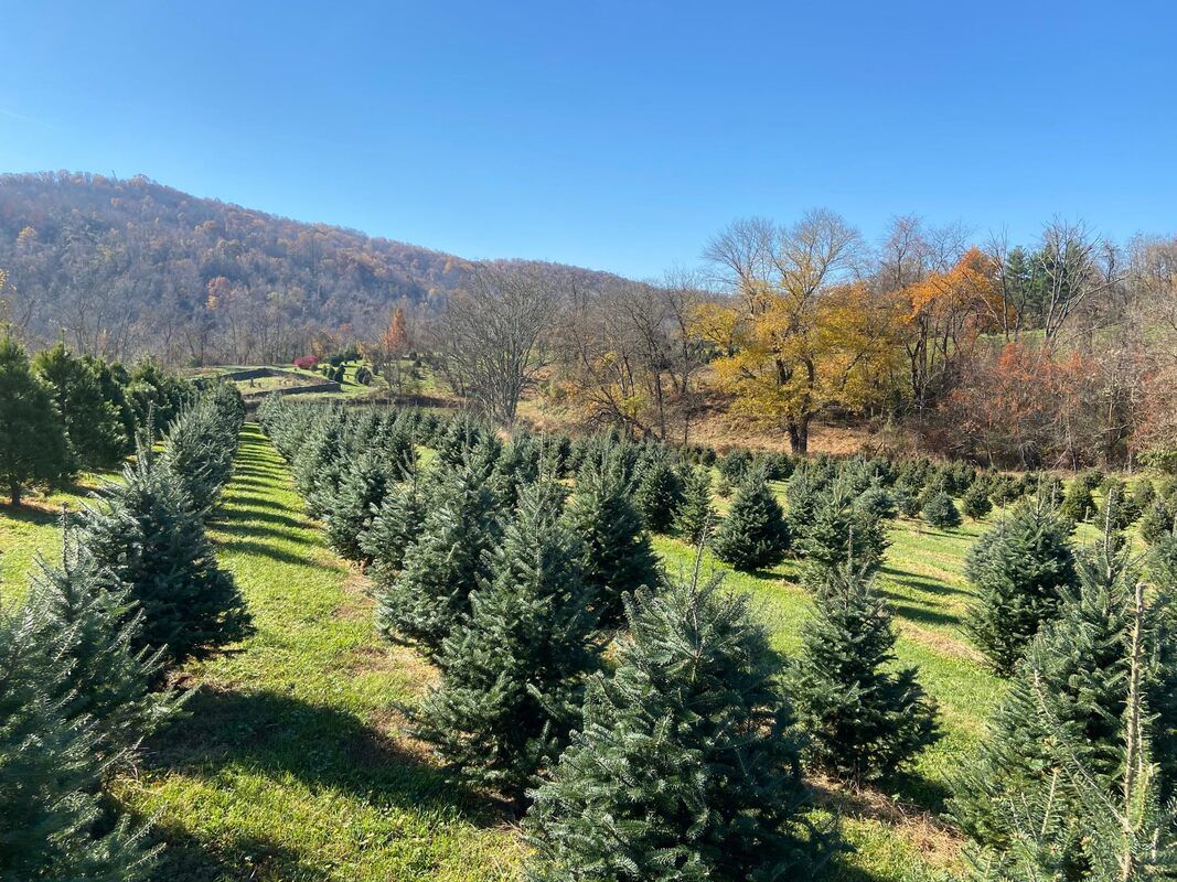 Christmas Tree Farm For Sale In 2024: A Lucrative Opportunity