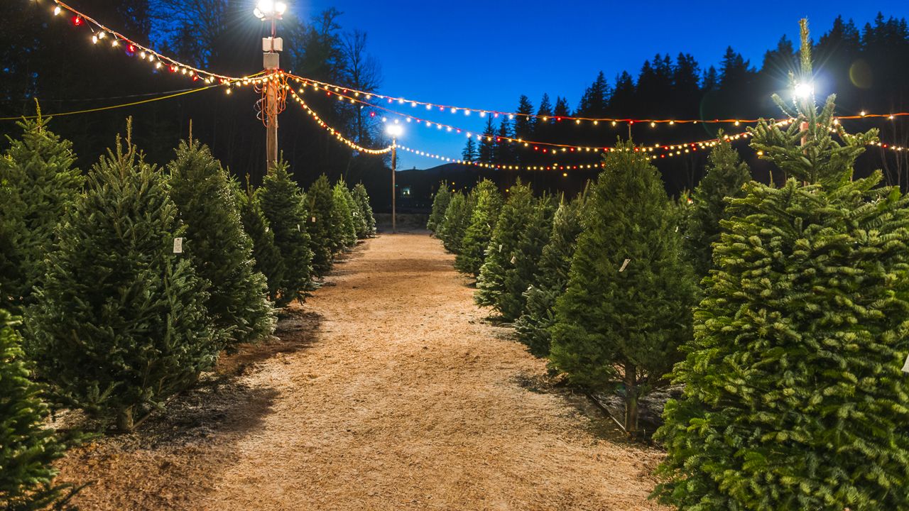 Christmas Tree Farm In Magnolia: A Holiday Tradition