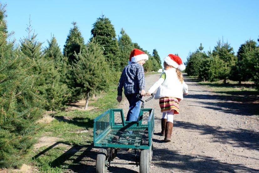 Christmas Tree Farm in Sonoma County