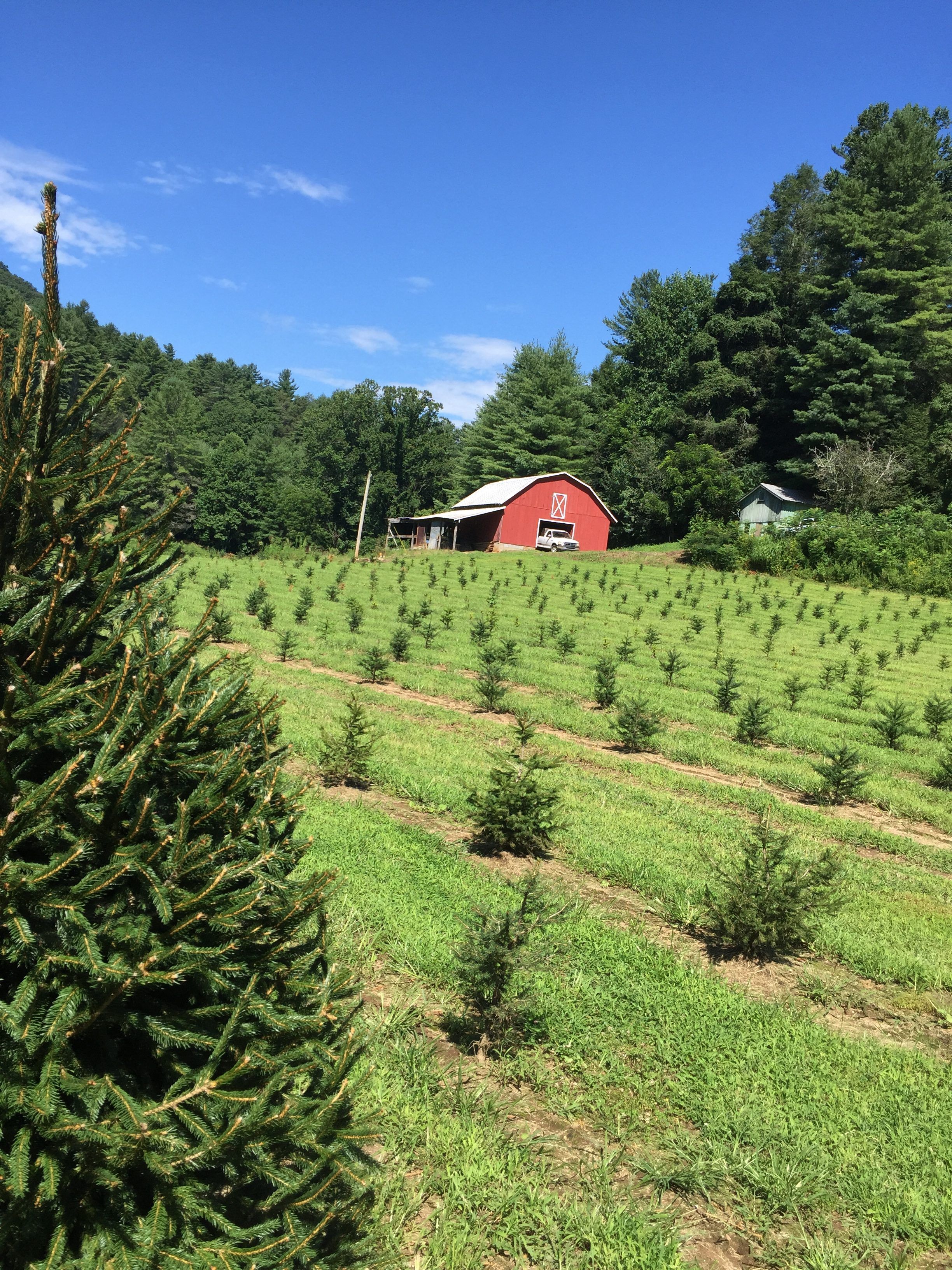 Christmas Tree Farming