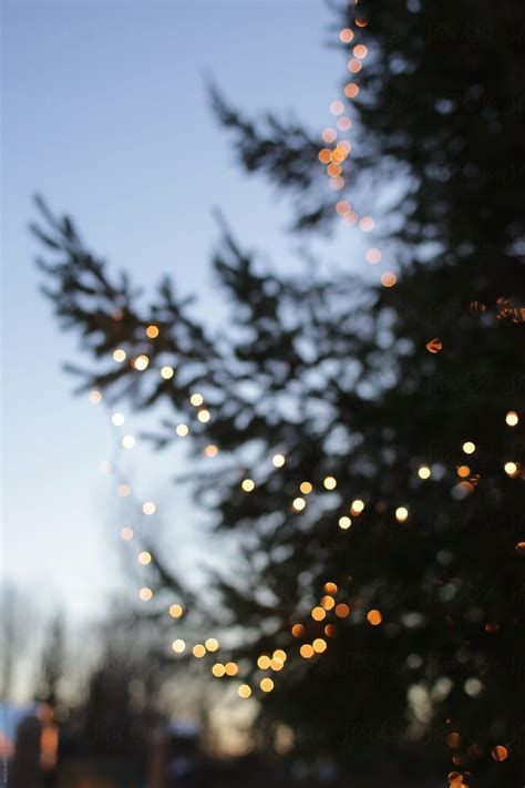 Christmas Tree Limbs Lights