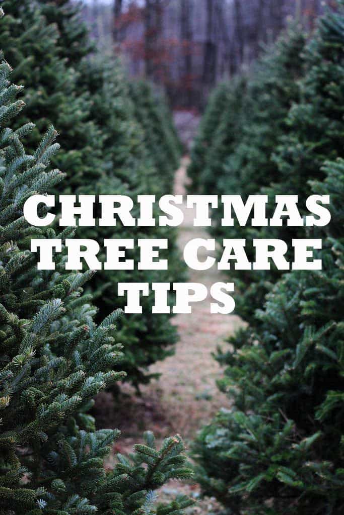 Christmas Tree Maintenance Tips Canadian Tire