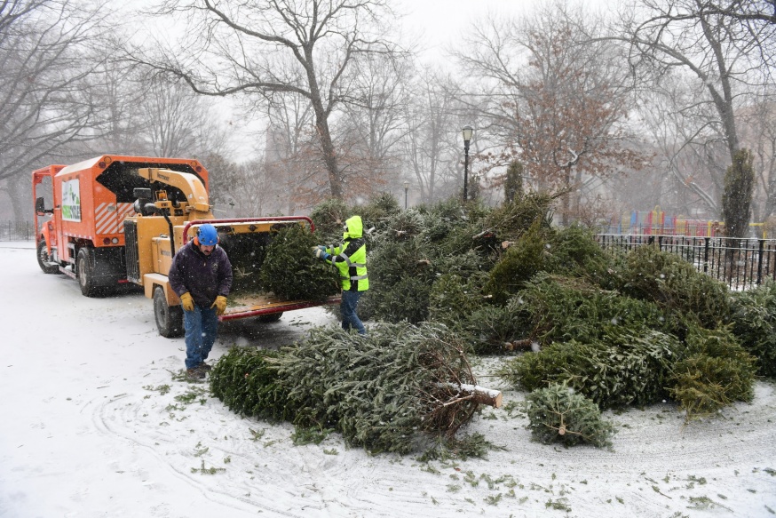 Christmas tree mulching