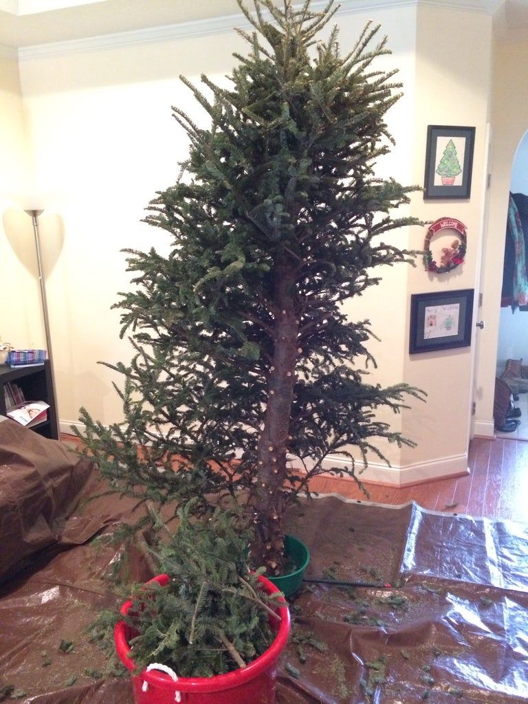 Christmas Tree Removal Experts