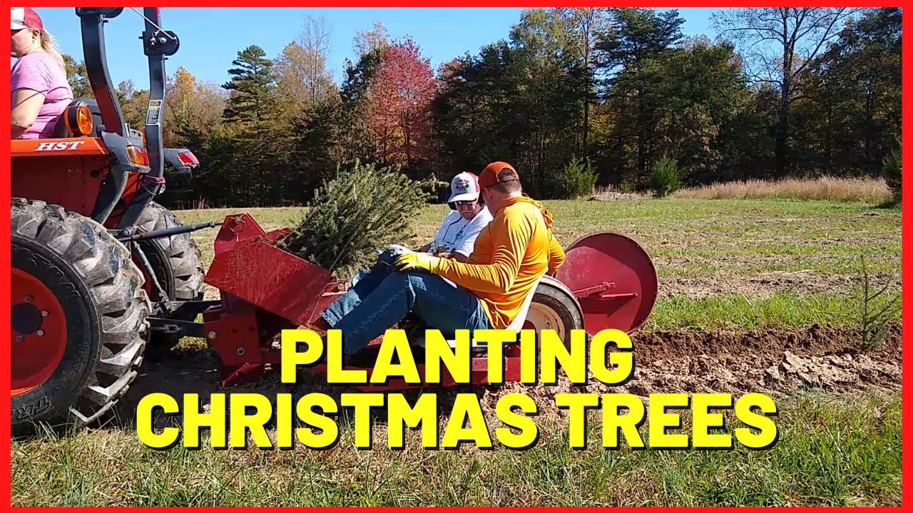 Christmas Tree Transplant Tips