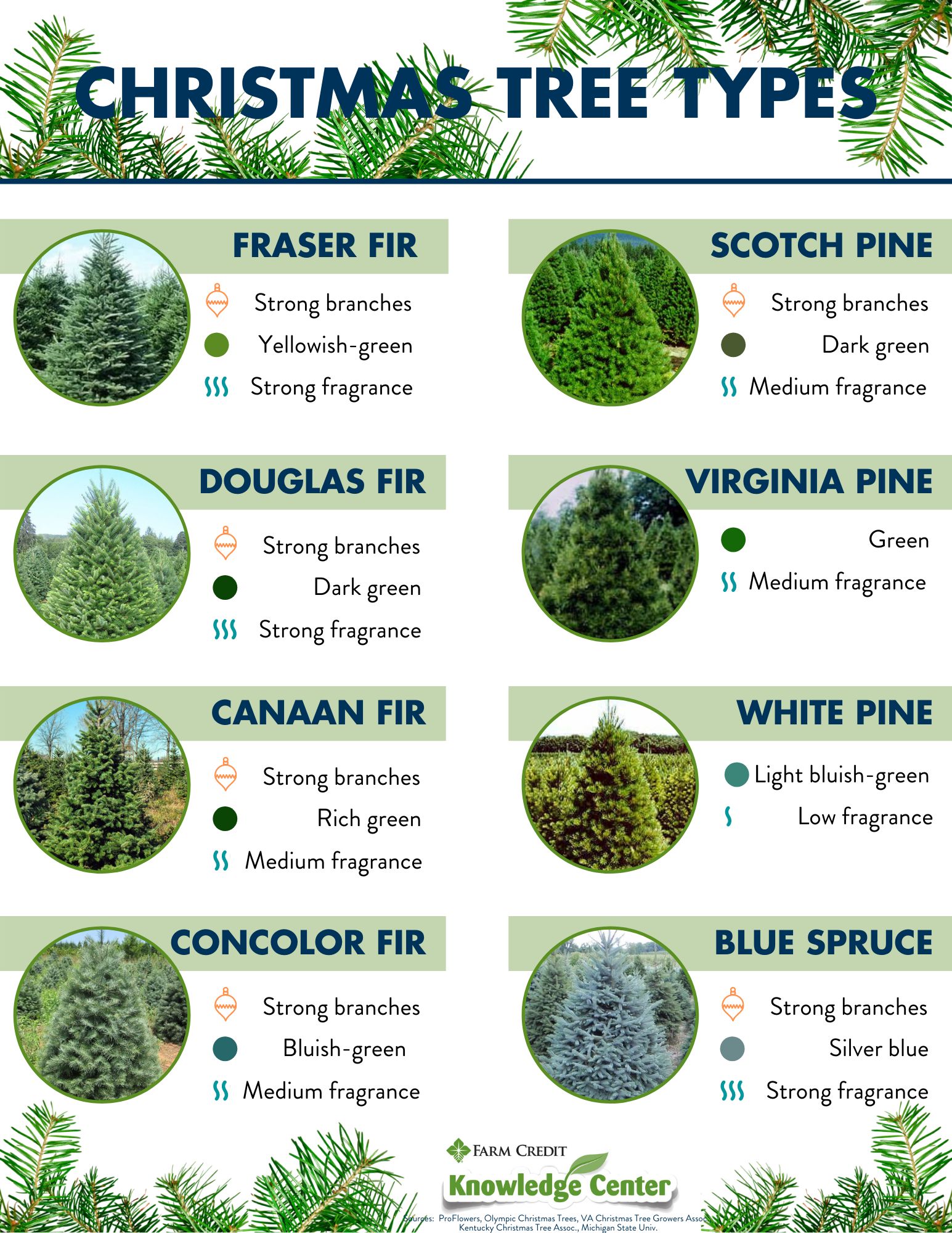 Christmas tree varieties