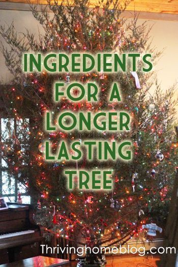 Christmas Tree Water Recipe For A Fresh Cut Tree