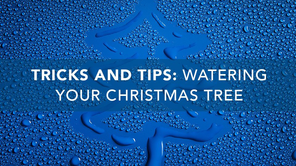 Christmas Tree Watering Tips