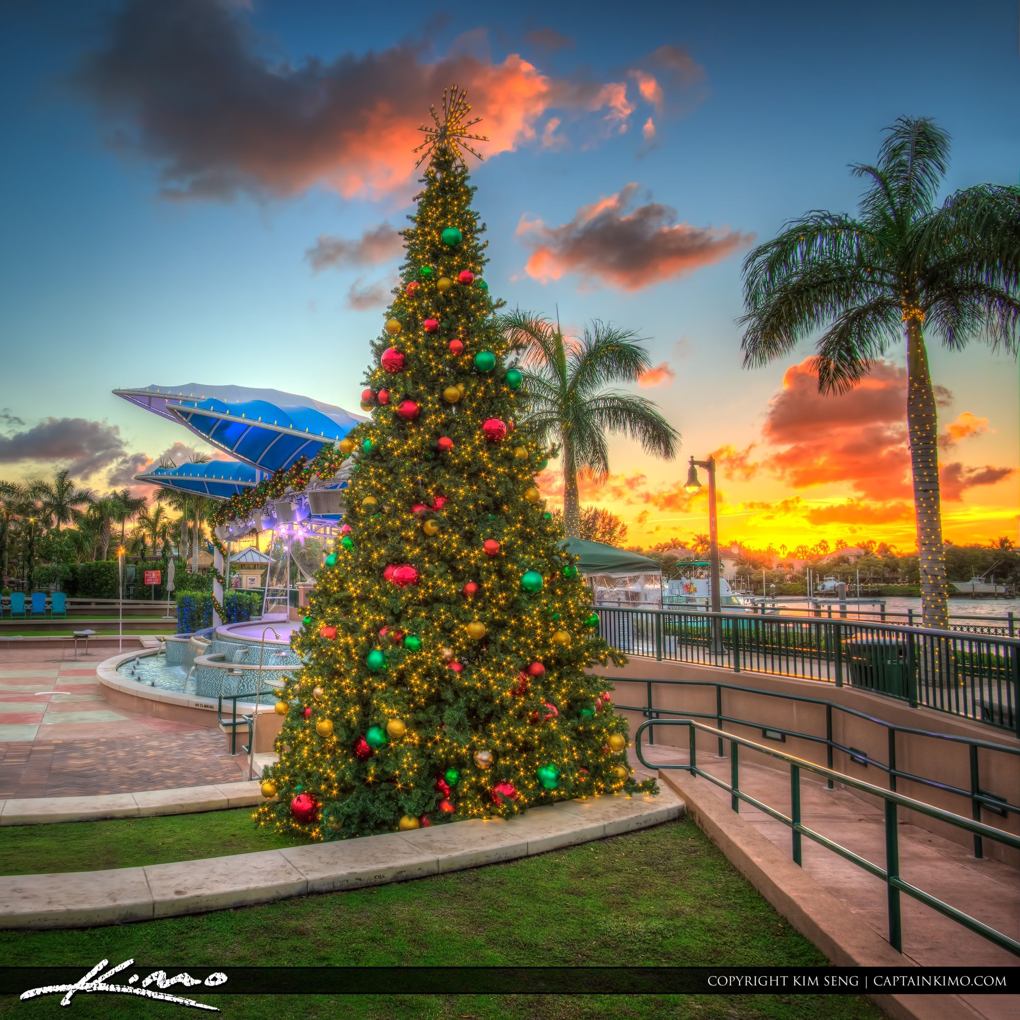 Christmas Trees for Florida