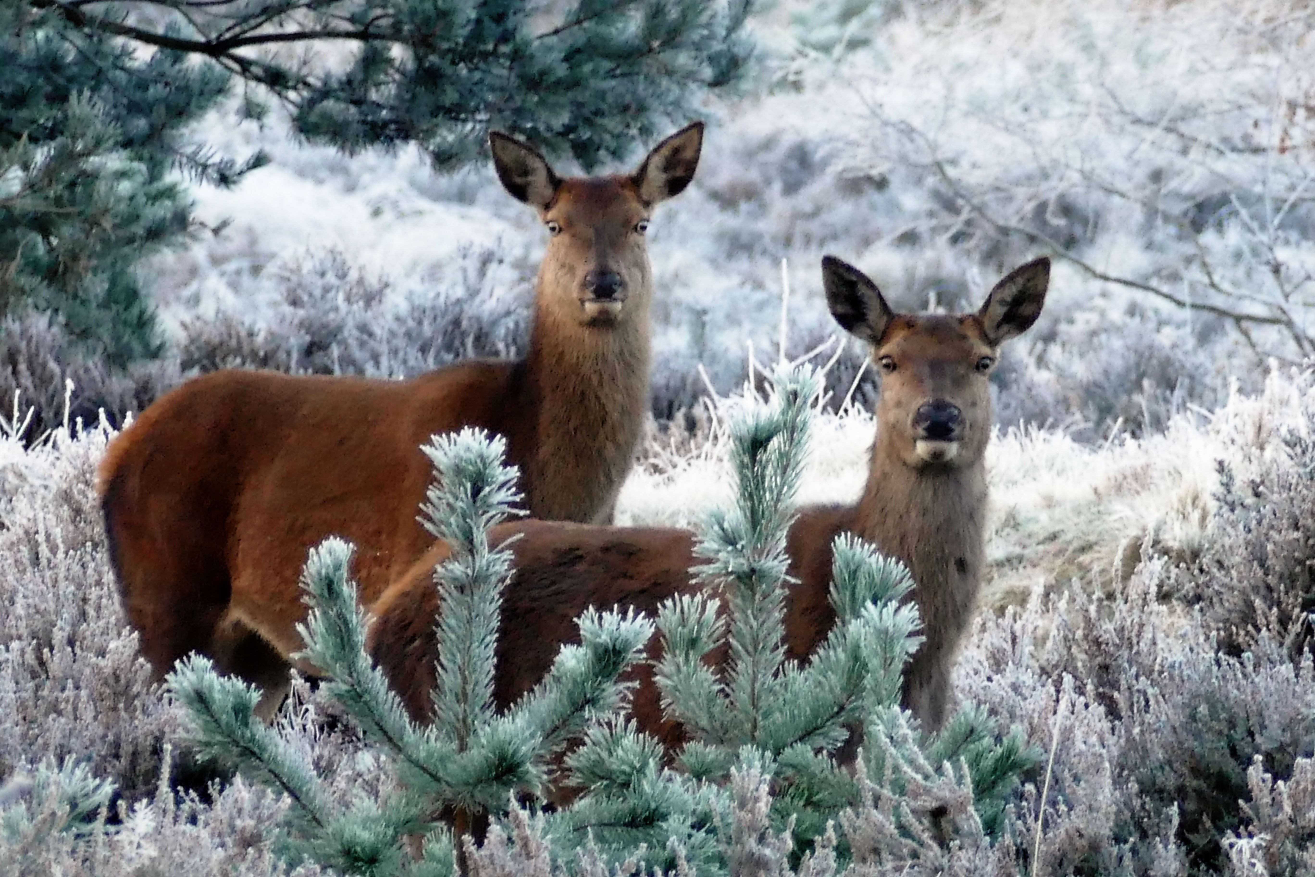 Christmas Wildlife