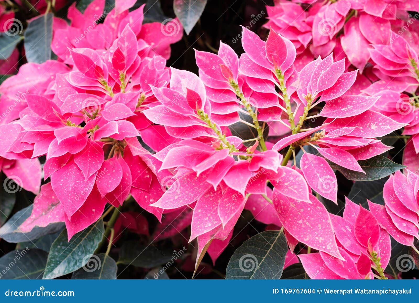 Classic Pink Poinsettia Tree