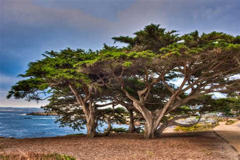 Coastal Tree