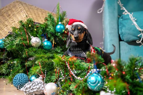 Dog Ate Christmas Tree: What To Do Next