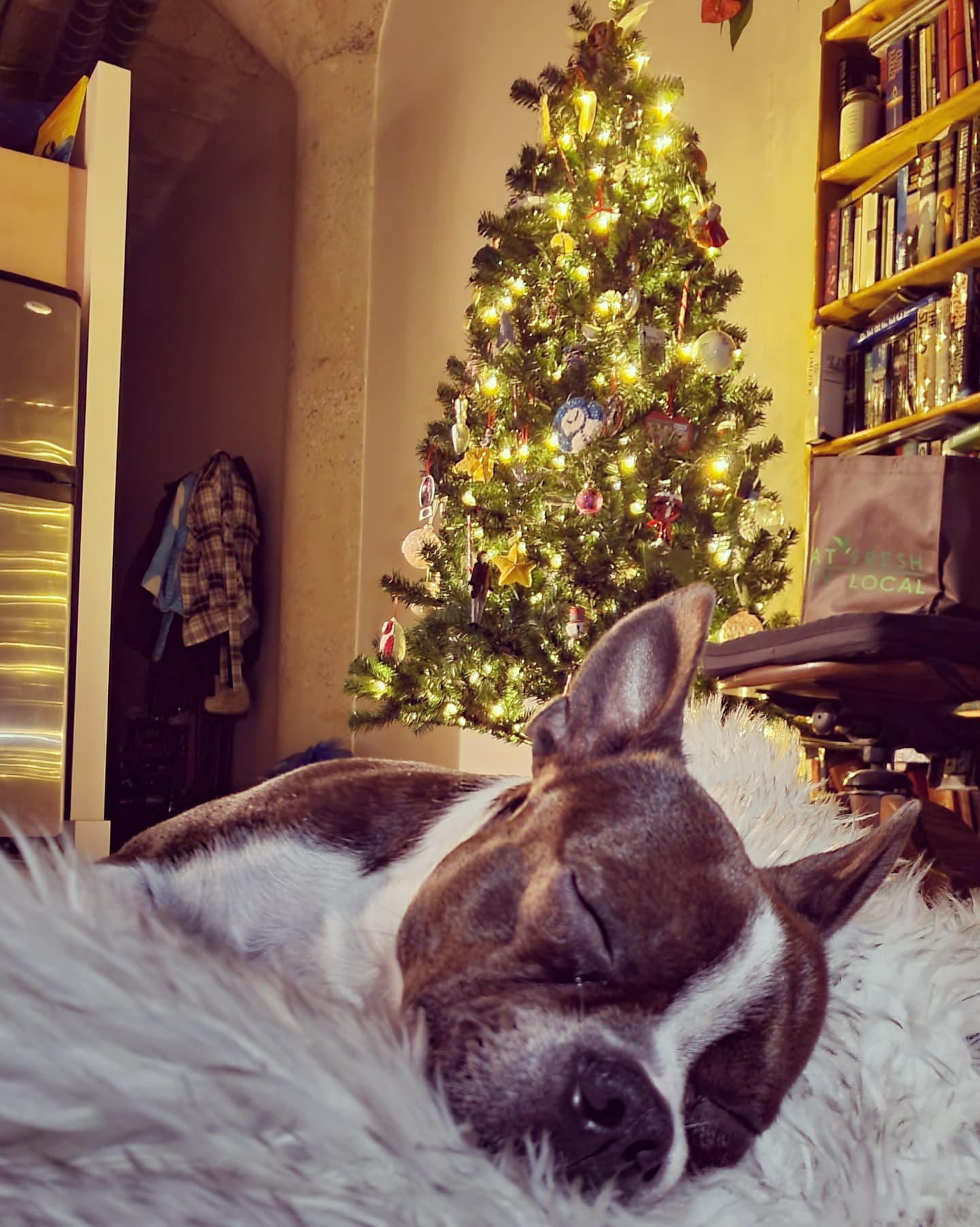 Dog Eating Christmas Tree Ideas