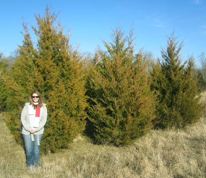 Eastern Red Cedar Emerald Sentinel Air Quality