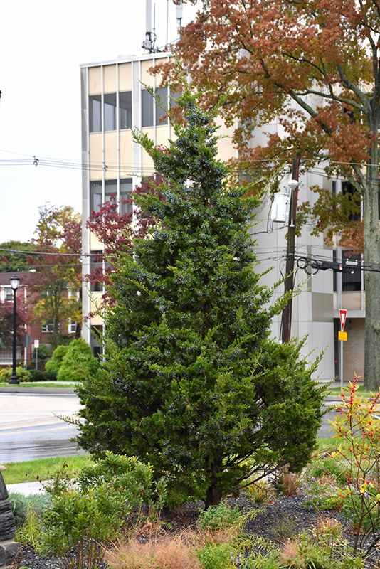 Eastern Red Cedar Emerald Sentinel Tree