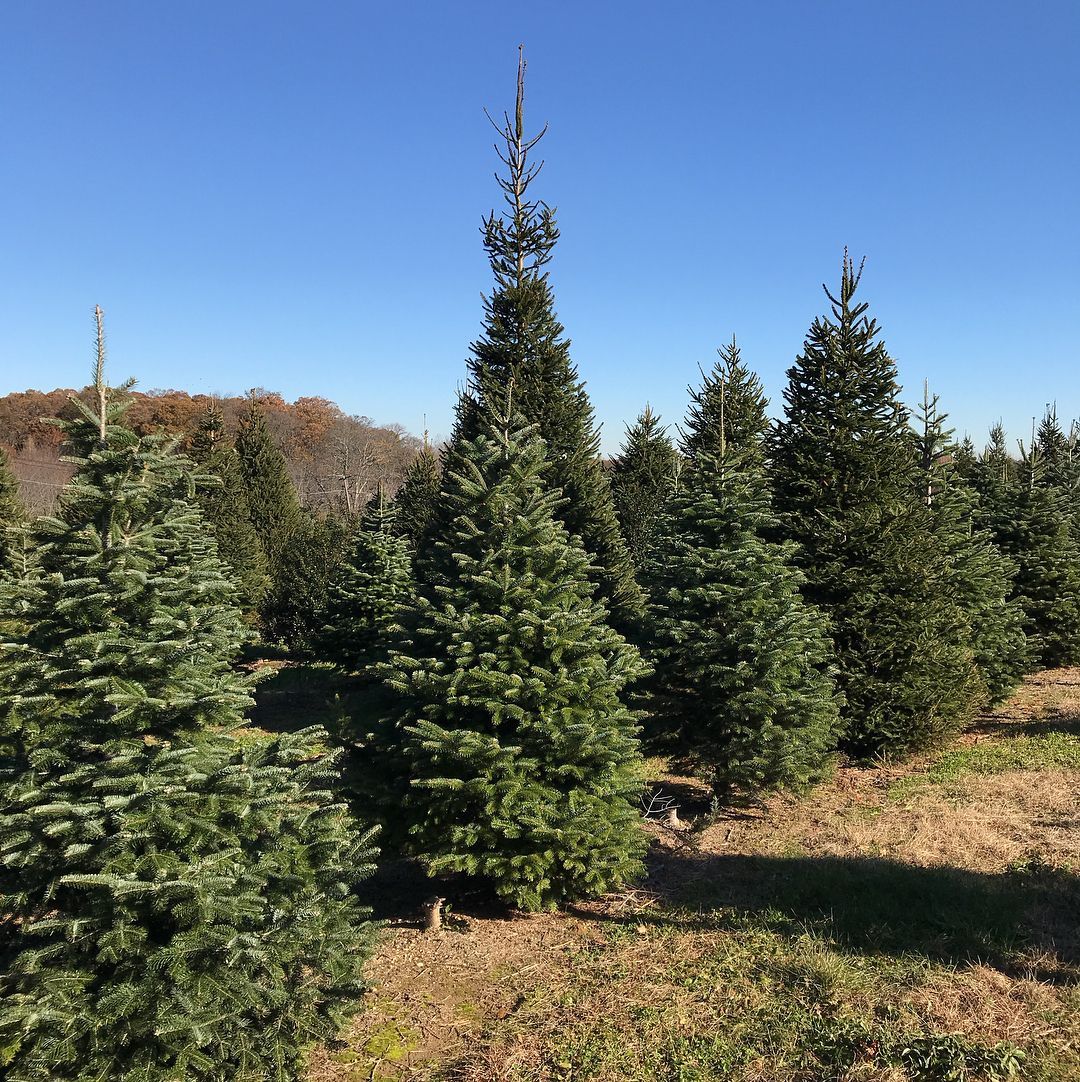 Elwood Christmas Tree Farm: Fresh Cut Trees Near You