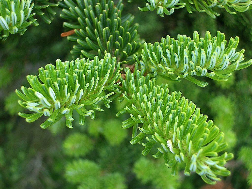 Fraser Fir Tree