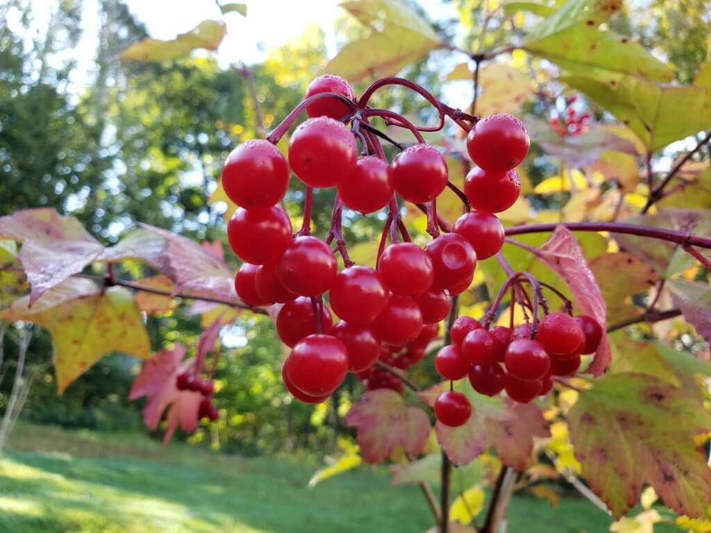 Fresh Cranberry and Evergreen Tree