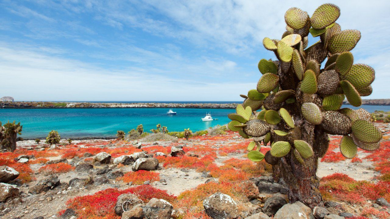 Galapagos Christmas