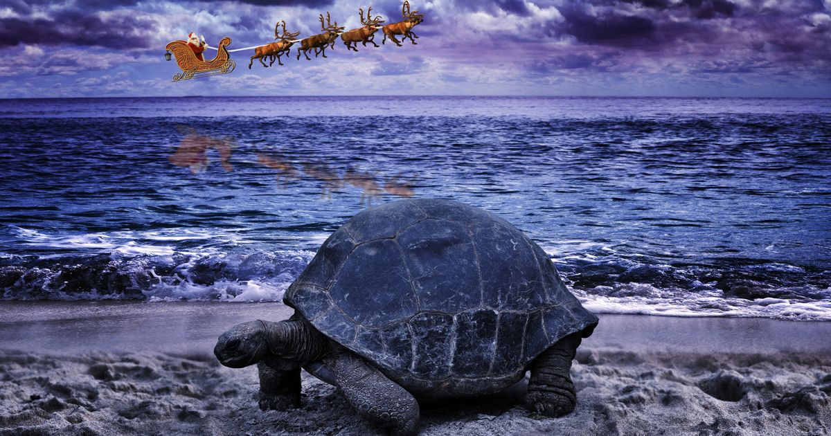 Galapagos Islands Christmas