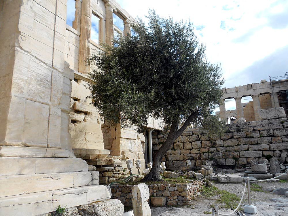 Greek Christmas Tree Olive Tree